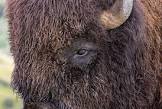 American Bison