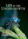 Life in the Undergrowth