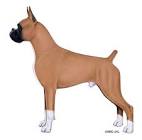 Boxer