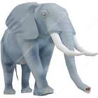 African Elephant