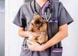 Local Exotic Pet Veterinarian Directory
