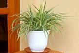Spider Plant