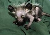 Aye-aye