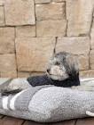 Barefoot Dreams CozyChic Pet Blanket