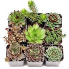 Mini Succulent Plants