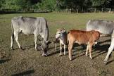 Miniature Zebu