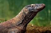 Komodo Dragon
