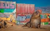Ingenious Mammals: Natural Marvels