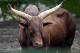Watusi Cattle