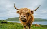 Highland Cow