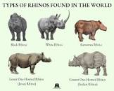 Rhinoceros