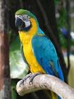 Ara Blu e Giallo