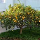 Lemon Tree