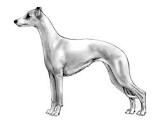 Whippet