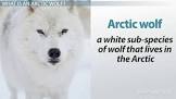 Arctic Wolf Academy