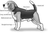 Beagle