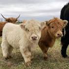 Highland Cow (Miniature Variant)