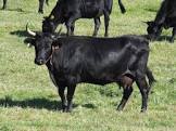Dexter Cow