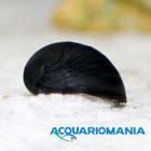 Lumaca d'Acquario