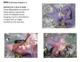 Starfish Wasting Syndrome - A Marine Tragedy