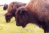 American Bison: Giants of the Plains