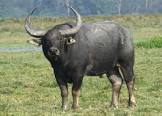 Water Buffalo