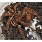 Goliath Bird-eating Tarantula