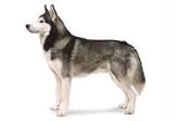 Siberian Husky