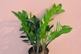 ZZ Plant