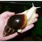 Lumaca Africana Gigante