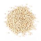 Quinoa