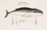 Life in the Machine: Mammals and Their Technological Adaptations
