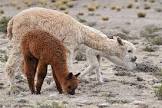 Alpaca